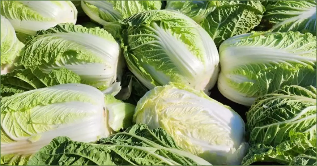 김장 절임배추 예약 판매 및 배추값 정부대책