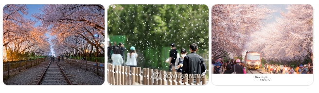 경화역 철길 풍경 벚꽃