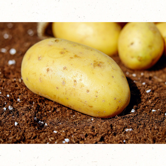 검정 멀칭 필름 고정 방법