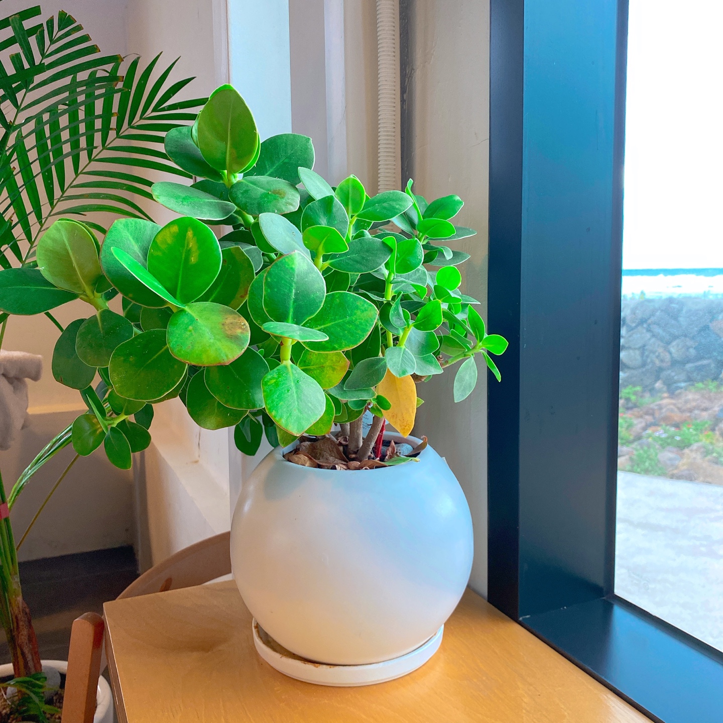 제주 조천방파제 오션뷰 로스터리 베이커리 카페 시소