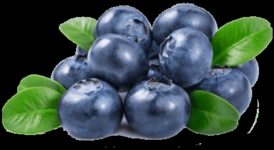 블루베리이미지