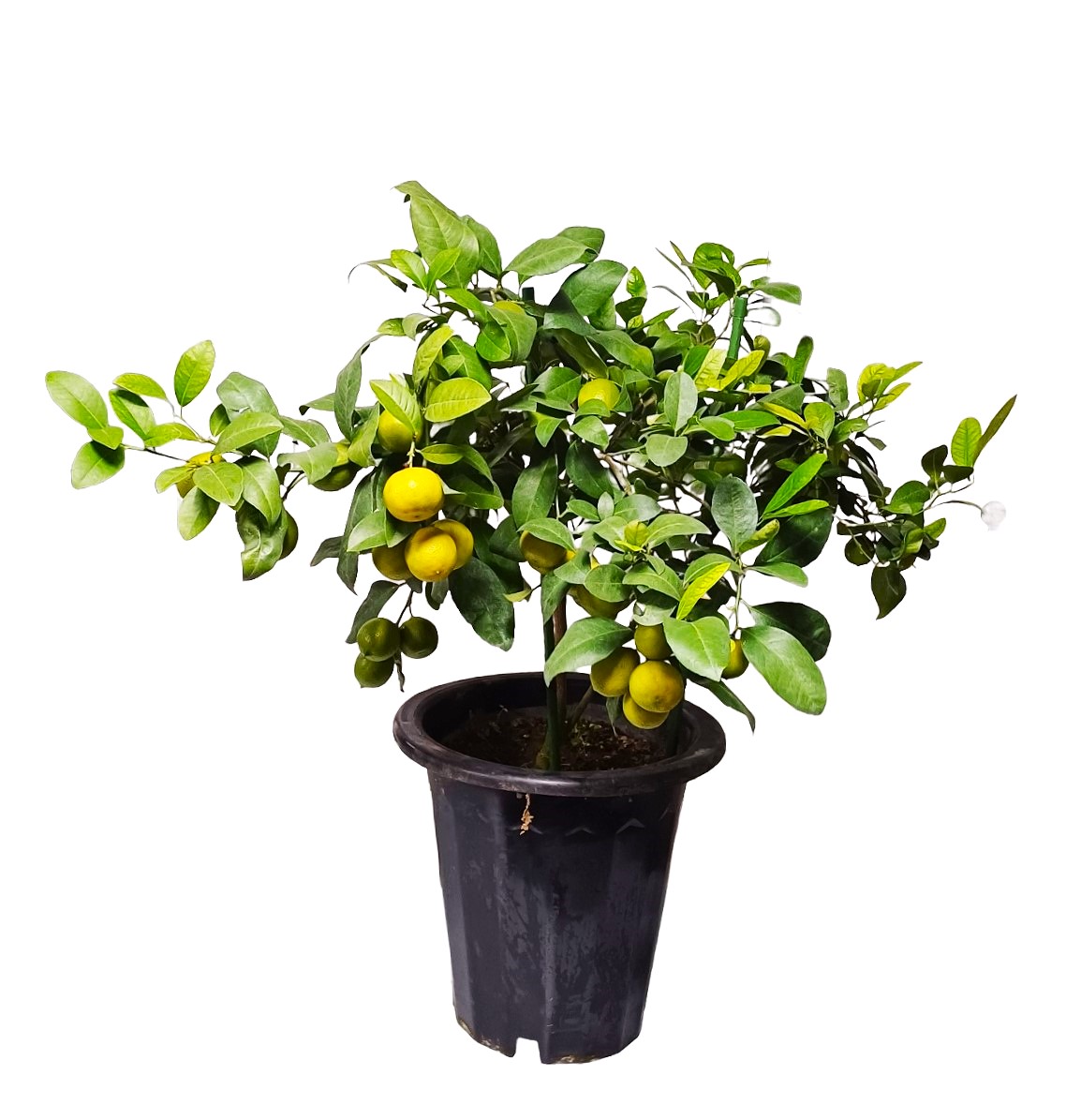 레몬나무 키우기