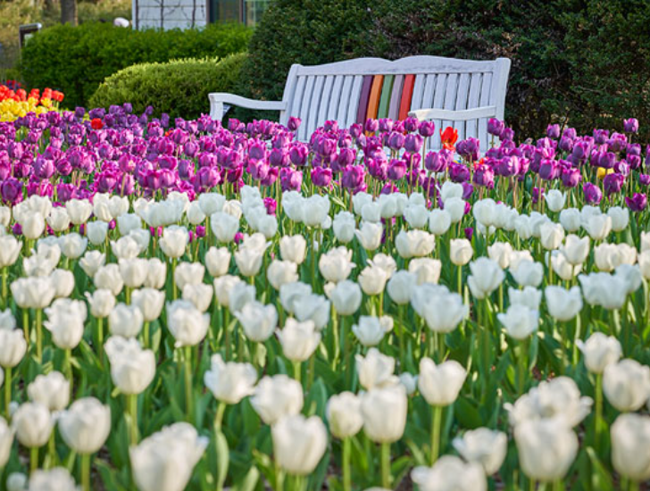 전주한옥마을 봄꽃축제(11)