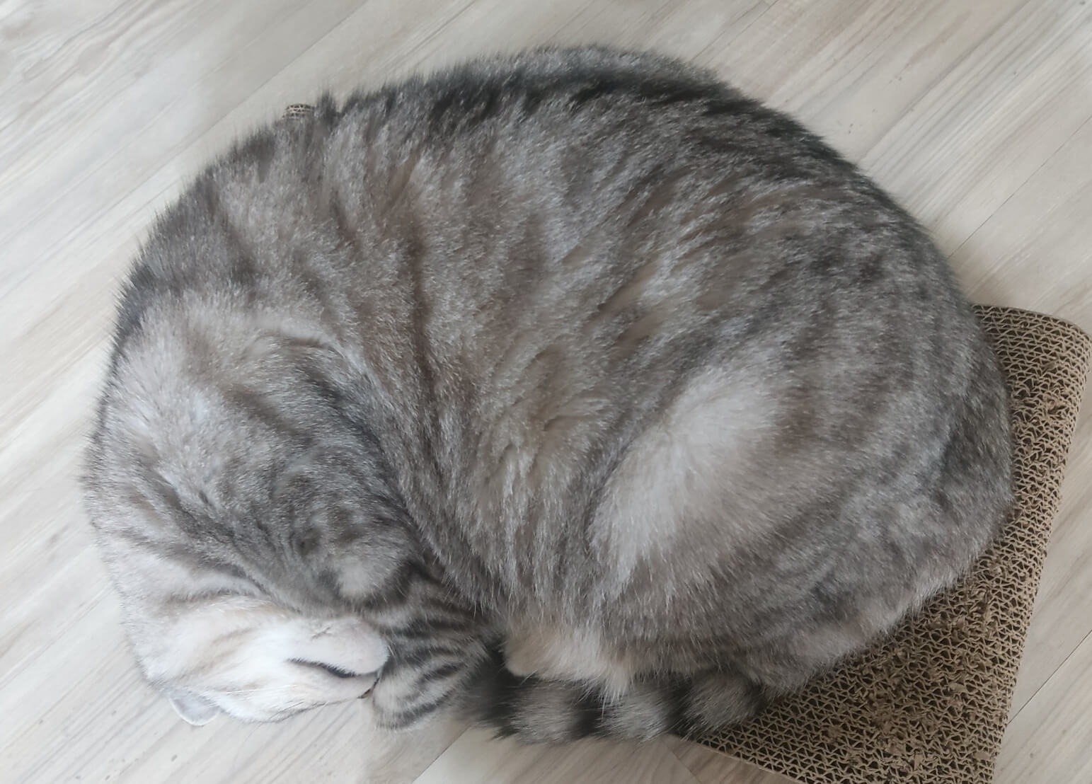 웅크리고 있는 고양이