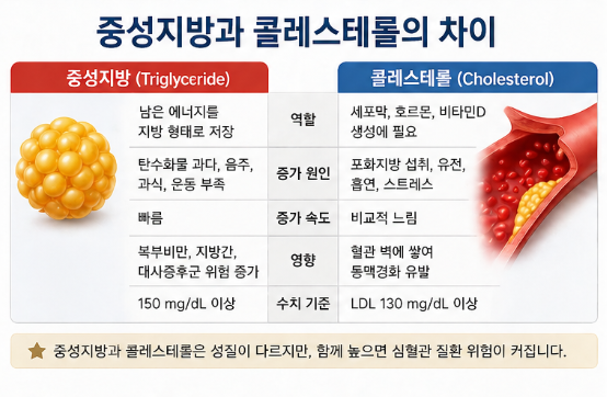 고지혈증 vs 중성지방 차이, 반드시 같이 관리해야 하는 이유