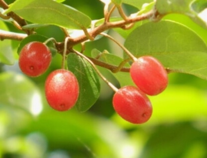 보리수 열매 효능