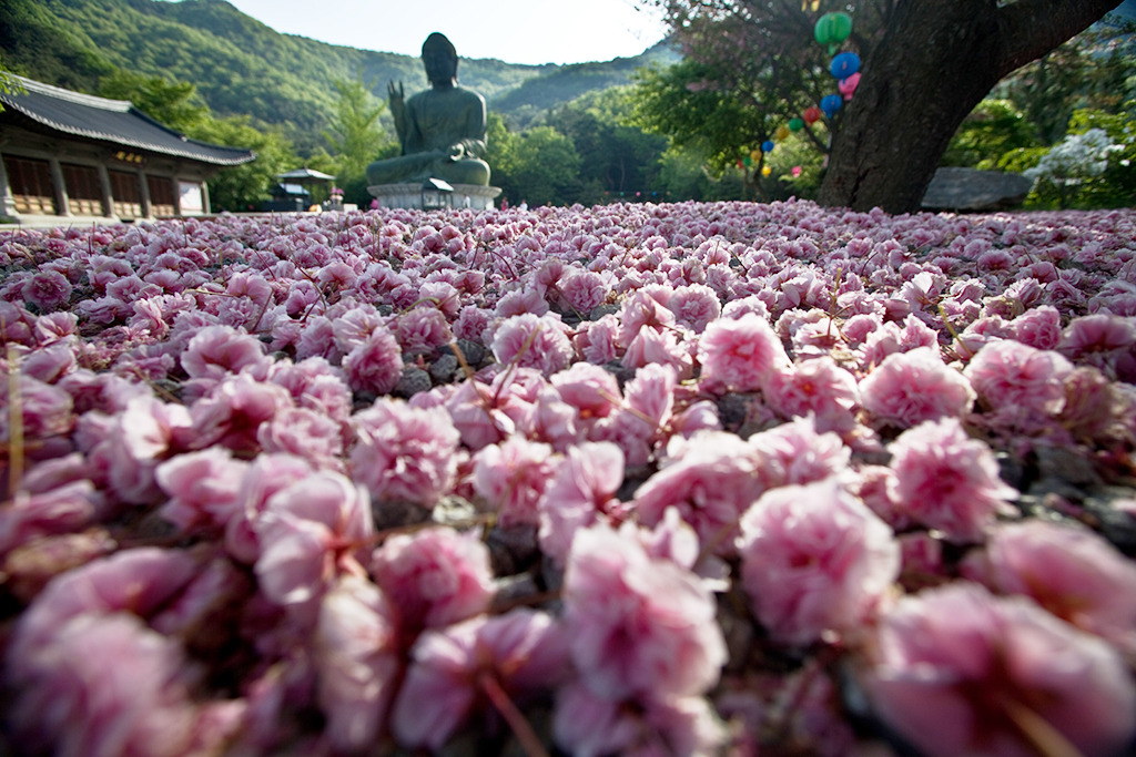 천안 각원사 겹벚꽃 / 사진출처=천안시