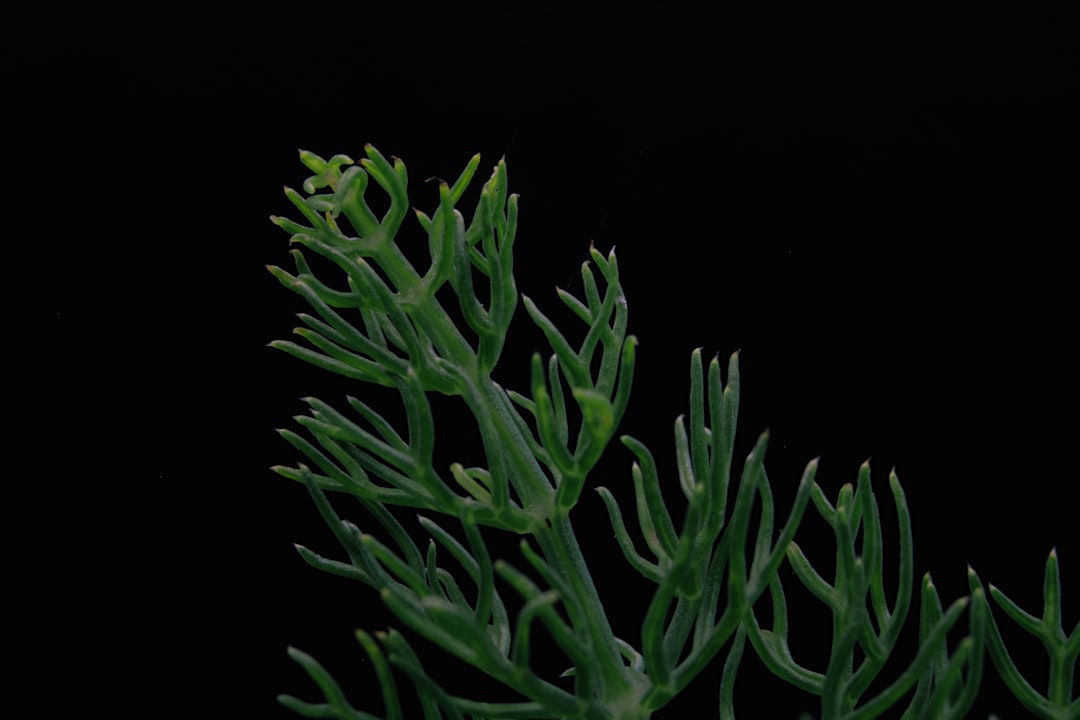 Stem