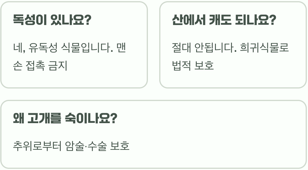 야생화의 여왕, 할미꽃 집에서 키우기 A to Z