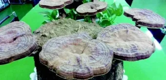 영지버섯 재배 배양 관리 온도 유지 건조 보관_29