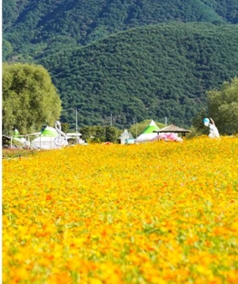 2024 평창 백일홍 축제 기간 입장료 기본정보