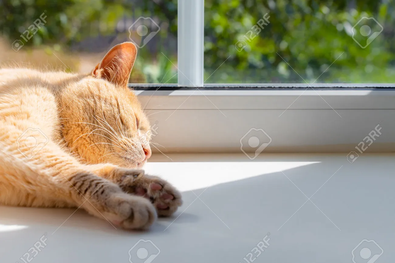 "고양이