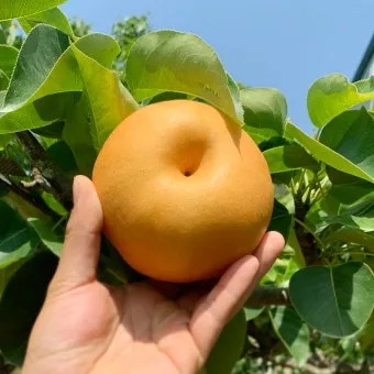 나주배 효능 특징 수확시기제철손질먹는방법나주배 보관 방법 안내_11