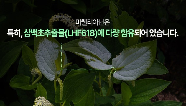 삼백초-사진입니다.