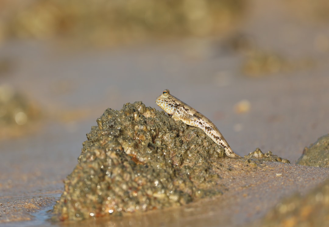 Mudskipper