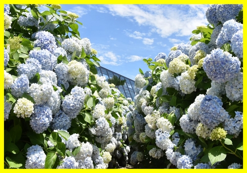 제주 카멜리아힐 동백꽃, 제주 카멜리아힐 수국, 제주 카멜리아힐 운영시간, 제주 카멜리아힐 입장료, 제주 자연 명소, 제주 정원 산책로, 제주 여행 코스 추천, 제주 대표 관광지