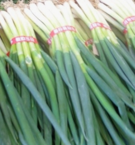 대파 효능과 부작용 고르는법