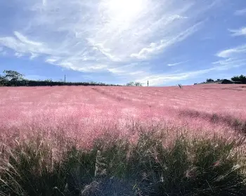 고창 핑크뮬리 축제_4