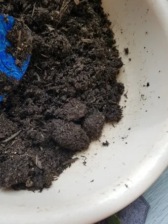 화분 뿌리파리 생기는 원인과 퇴치법 완벽 정리_16