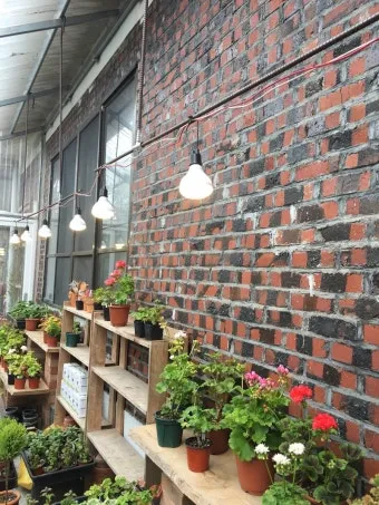 식물등 설치 위치높이 시간대설정 광량부족 해결 겨울철 성장 돕기_6