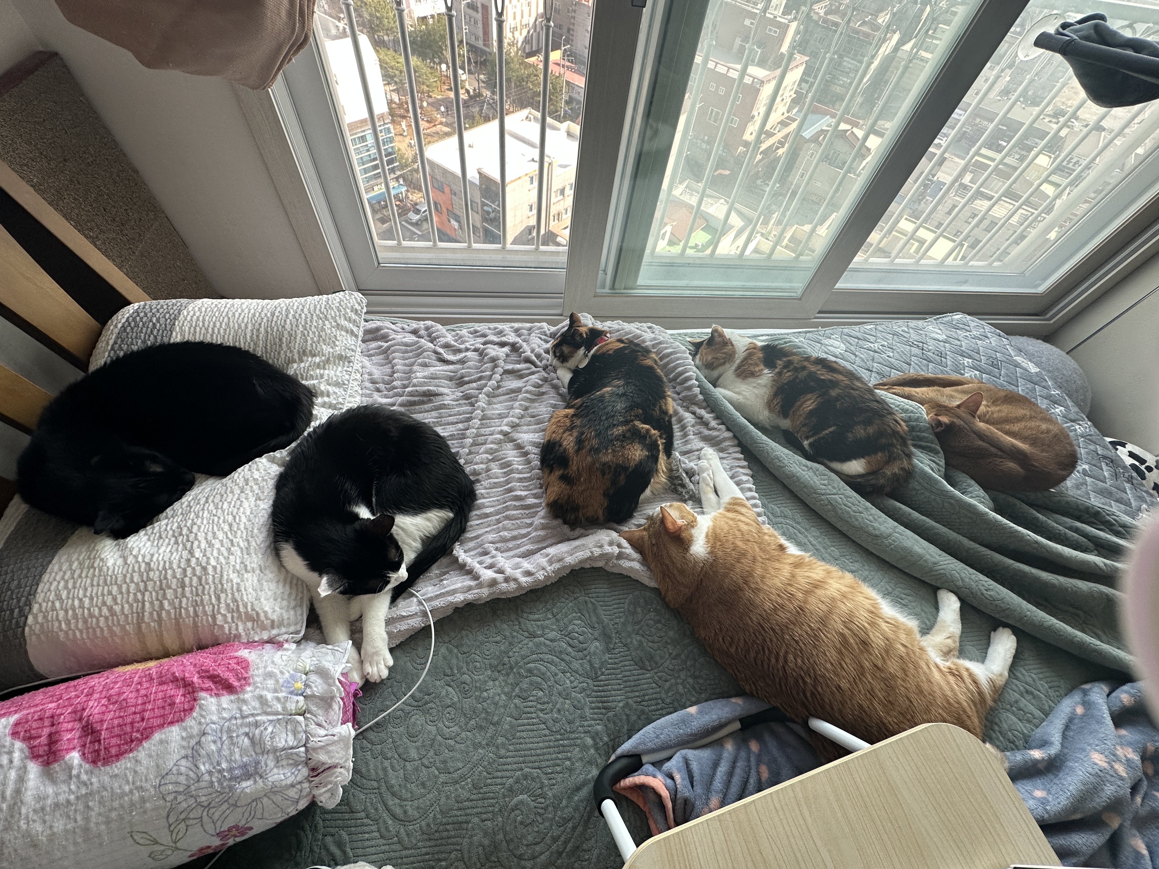 엄마집사가 침대 위에서 작업하면 아홉냥이들은..