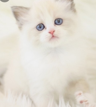 고양이 꿈해몽