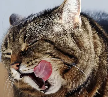 고양이의 과식·편식