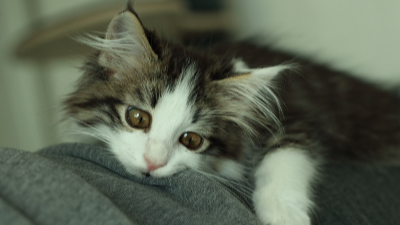 노르웨이숲 고양이 사진