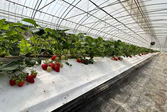 머시머시체험농장