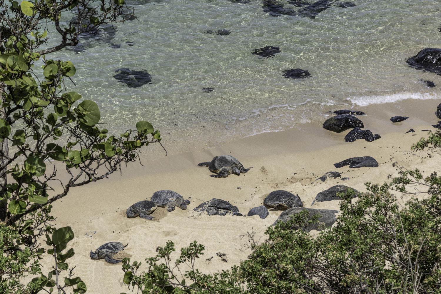 호오키파 비치 거북이
