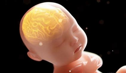 아기의 뇌 구성 사진