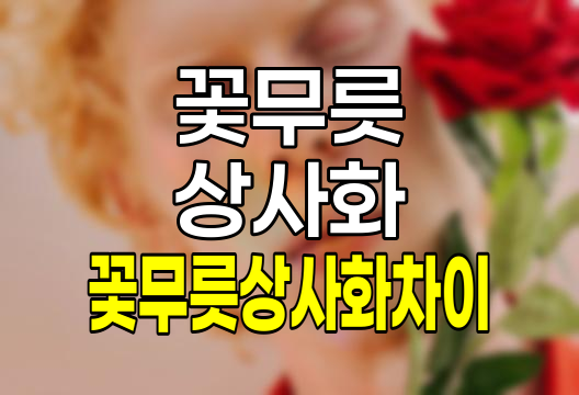 꽃무릇과 상사화 비교, 차이점, 꽃말, 개화 시기 및 명소 상세 안내