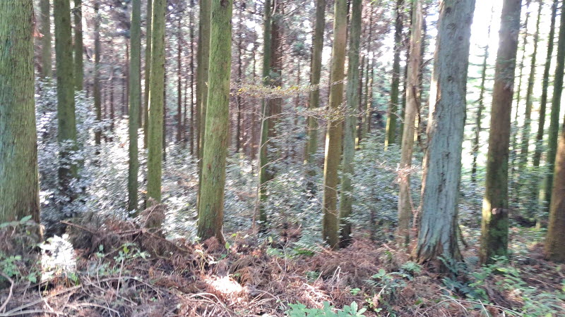 제주_사려니숲길