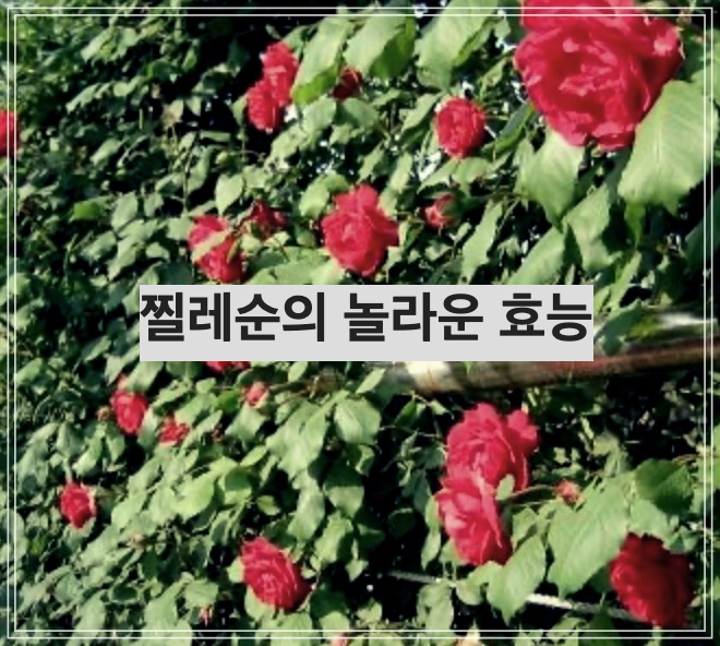 찔레순의 놀라운 효능