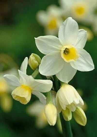 수선화의 슬픈사연