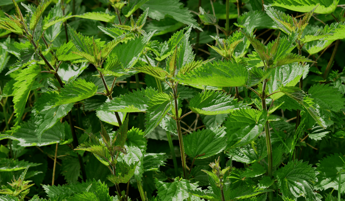 당뇨에_좋은_약초_2