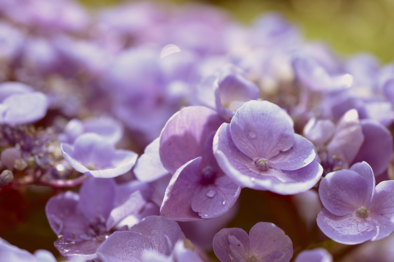 제주 수국 축제