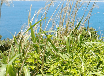 홀로떠나는제주자유여행_송악산둘레길