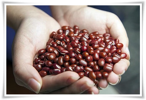 텃밭 "6월, 팥을 심어보세요!" 팥 한 줄 심고 건강과 행복은 두 배로!