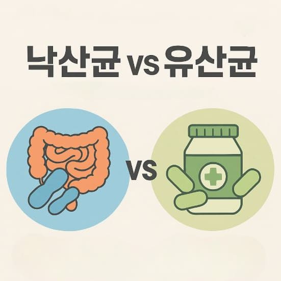 낙산균vs유산균 차이 썸네일