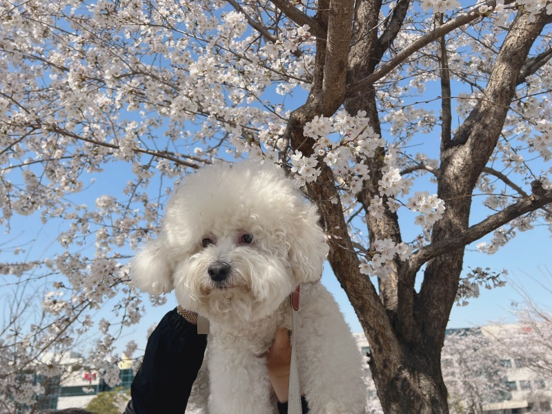 봄철 꽃가루 속에서 산책하는 강아지 모습