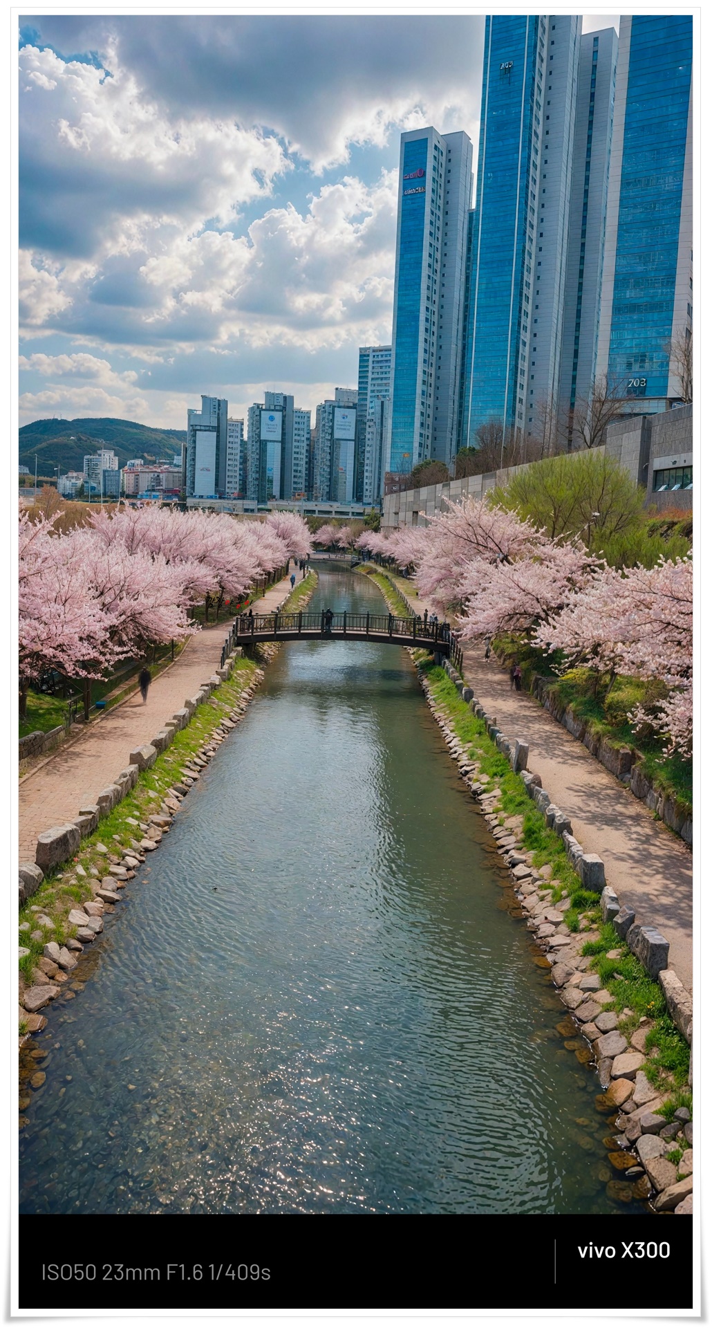 부산 영도 동삼해수천 벚꽃 산책로 전경