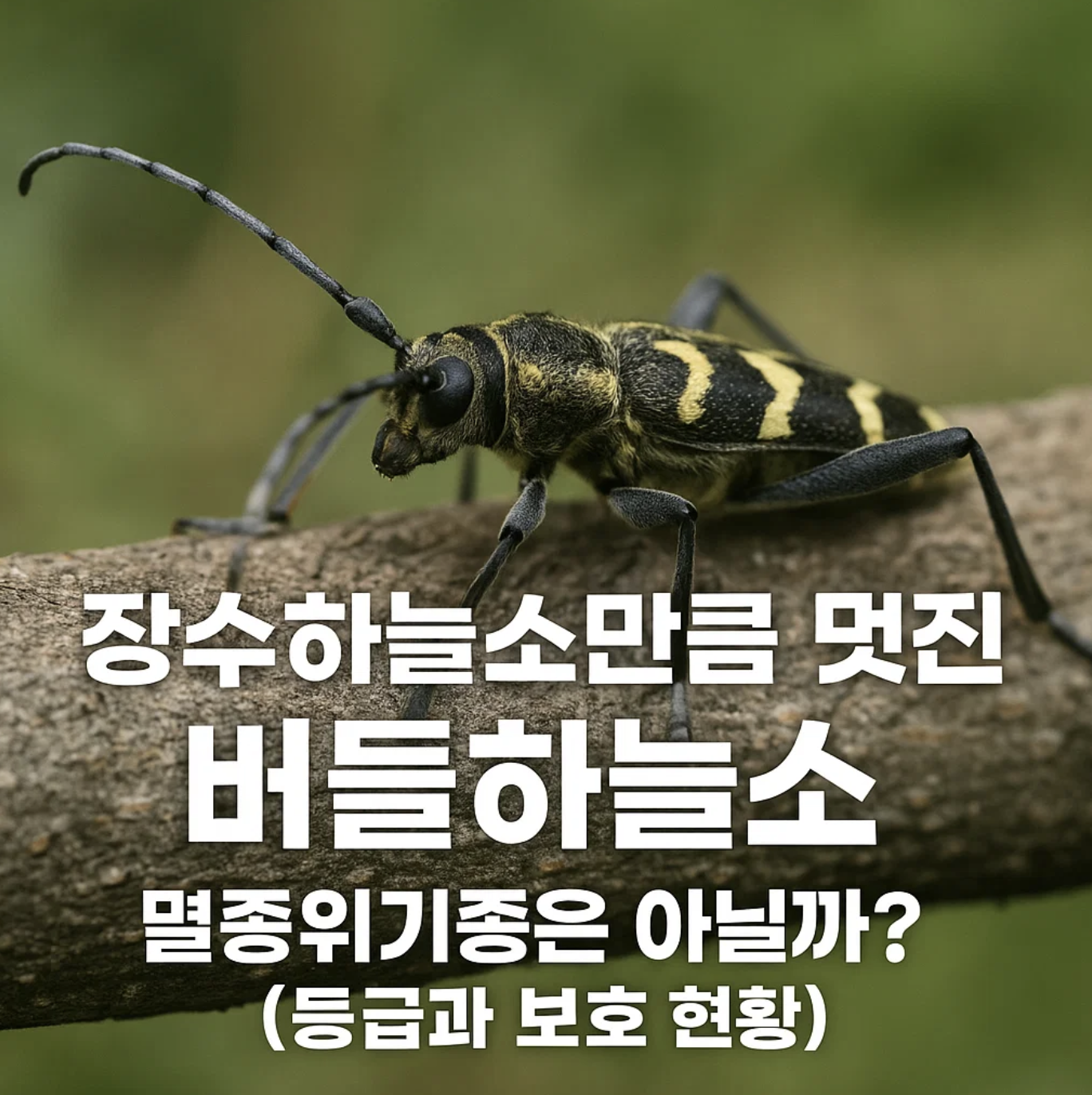 장수하늘소만큼 멋진 버들하늘소, 멸종위기종은 아닐까? (등급과 보호 현황)