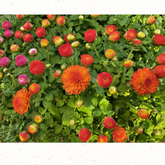 향기로운 노란 국화 화분