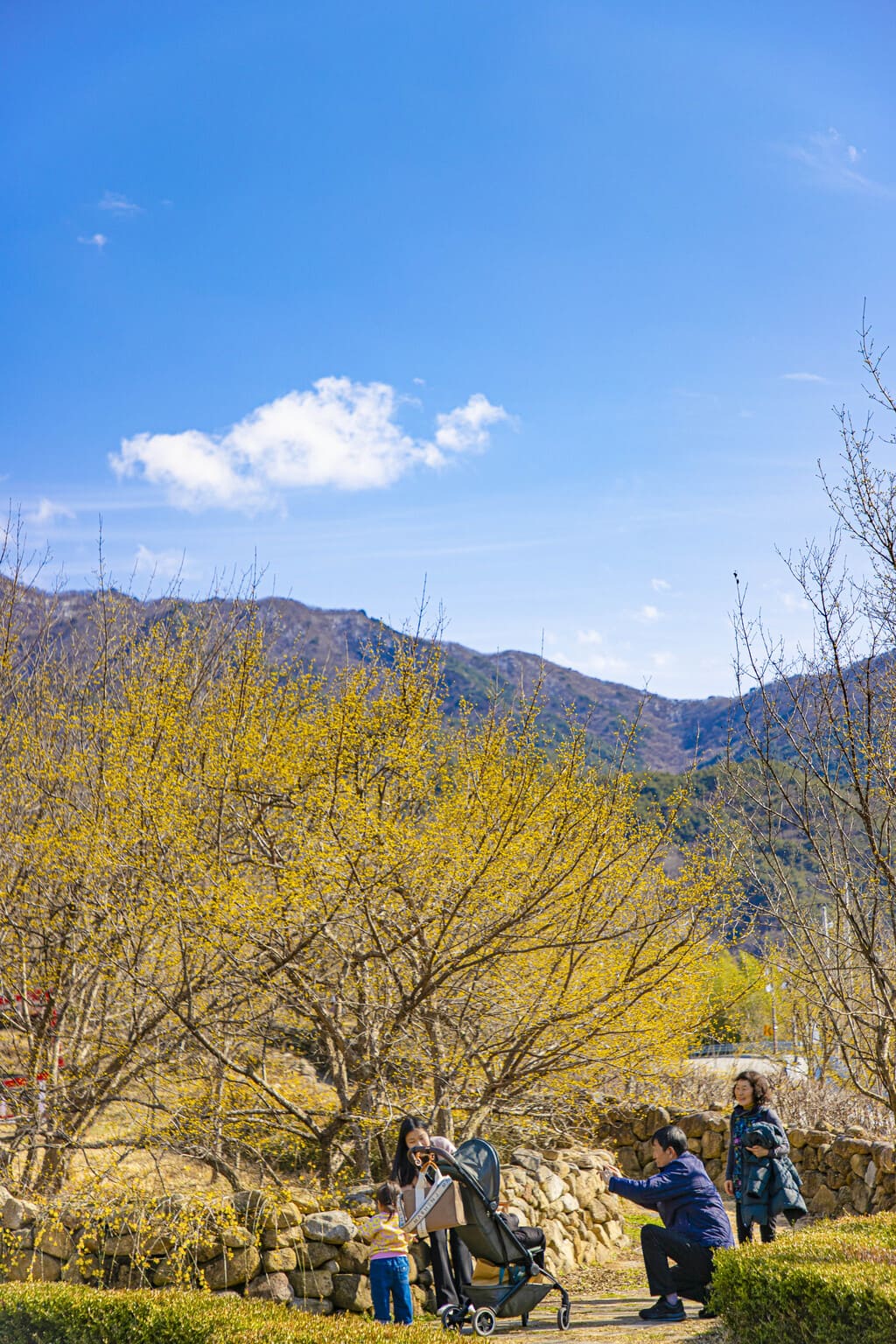 구례산수유축제 일정, 서울에서 당일치기 가능! 2025년