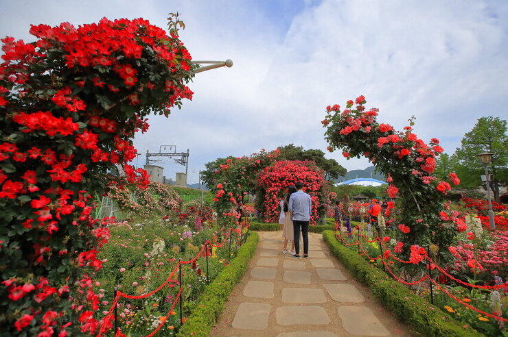 [5월 축제]2025 곡성 세계장미축제❘장미 실시간 개화 상황, 입장권 예매 방법, 프로그램 및 일정, 체험 가이드