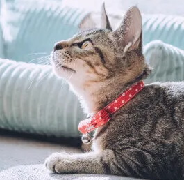 고양이의 일과욕&#44; 건강을 위해서 필요하다? 오히려 좋지 않다?