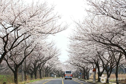 제주대 벚꽃길