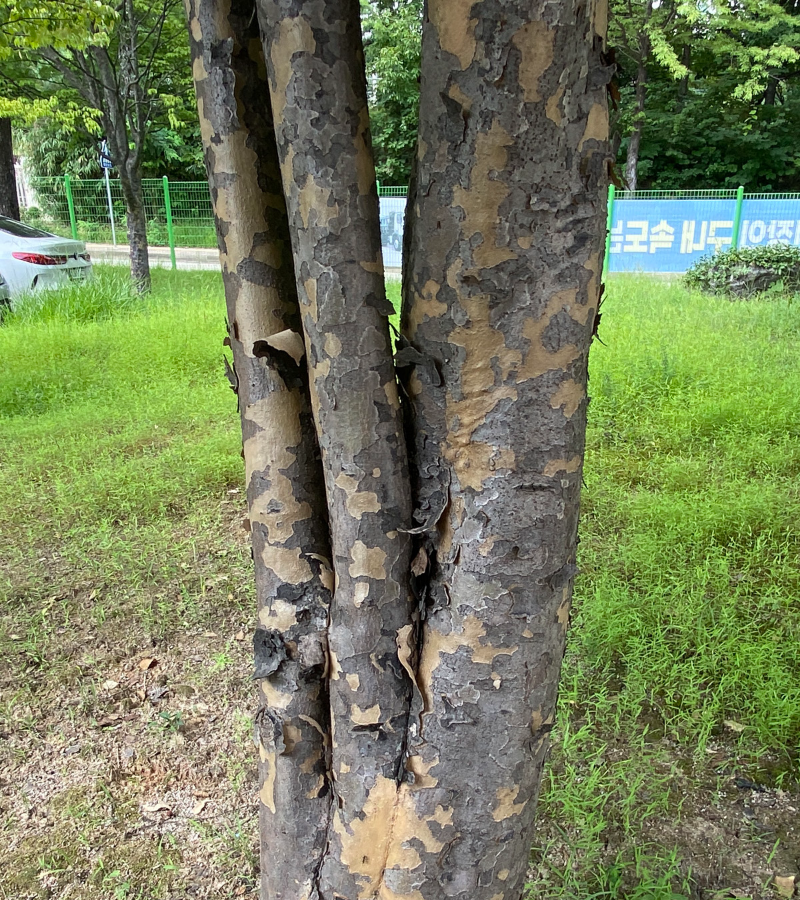 산딸나무 수피2