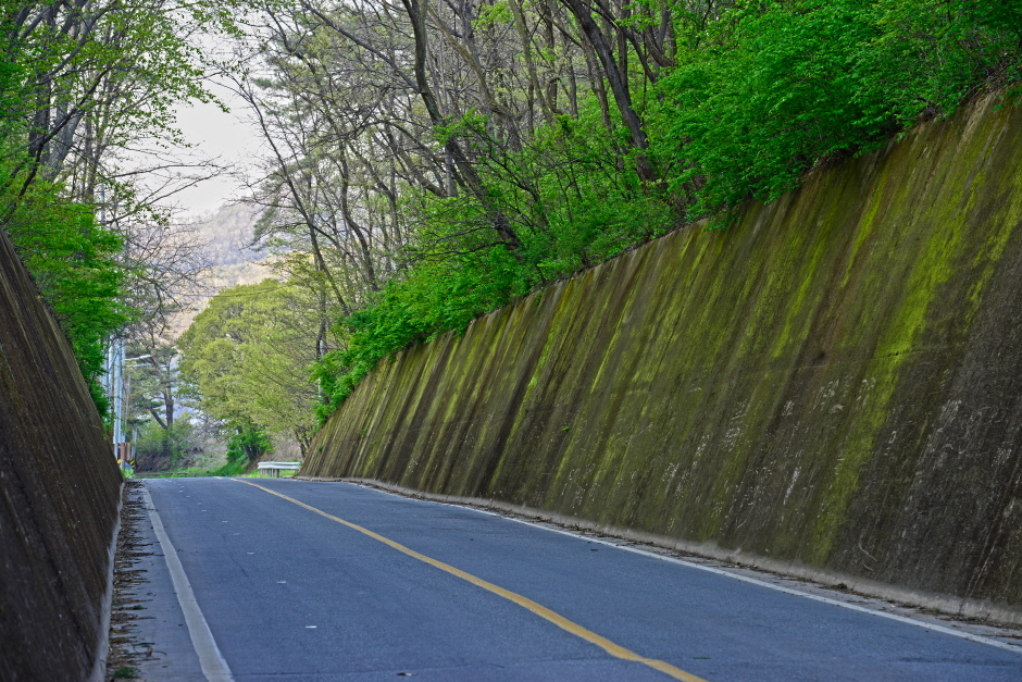 단양 이끼터널